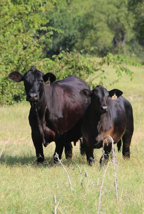 Apply your Igenity Brangus Results Selecting heifers The young heifers you pick today are the brood cows of the future.