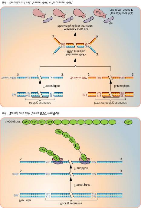 Antisense RNA Technology Fig 22.