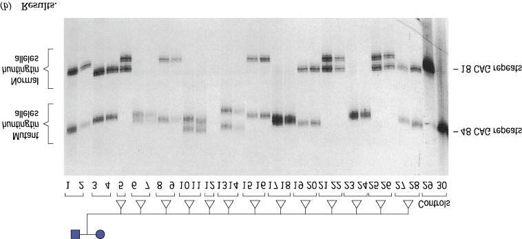 Credit: from Cell 72:971-983 Fig. 7 March 26, 1993, Copyright 1993 Cell Press 2003 John Wiley and Sons Publishers Fig 22.