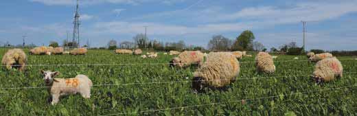 Why Mob-Graze? 3 WHY MOB-GRAZE? The mob-grazing system goes hand-inhand with growing diverse herbal leys.