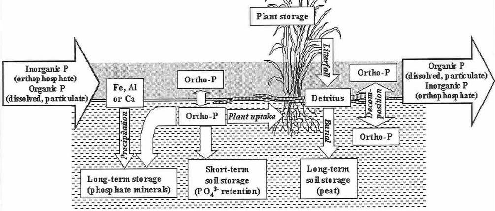 Wetland Phosphorus Cycle Plant uptake Plants which are present in wetlands typically root into the soil or float around in the overlying water.