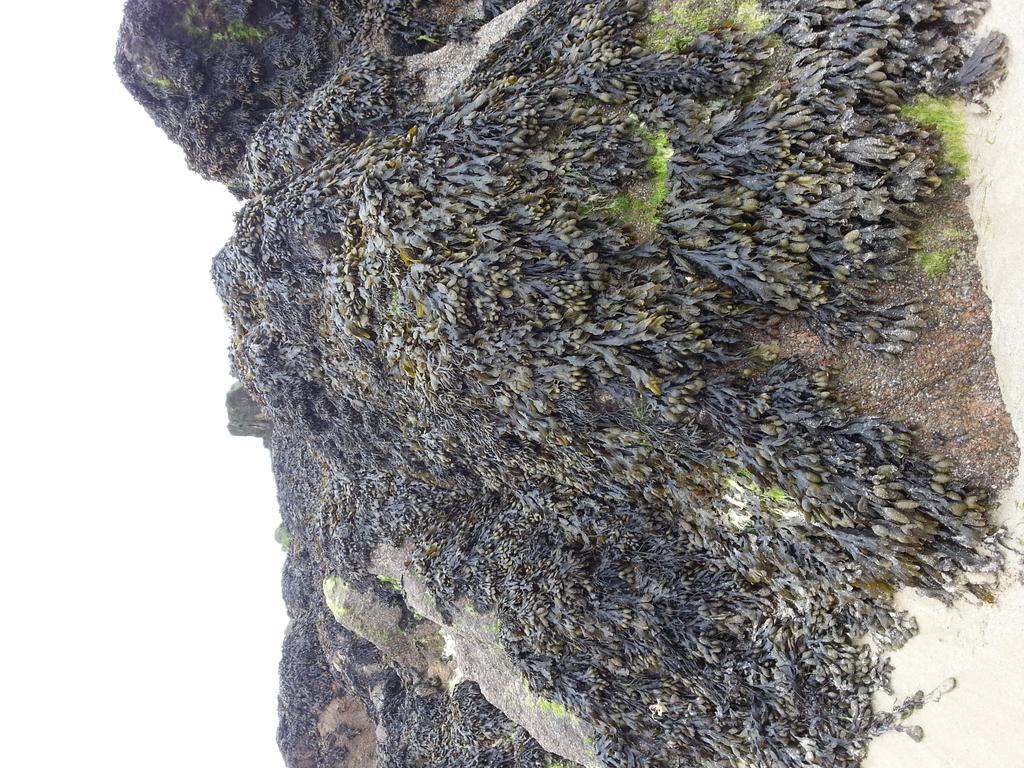 Fucoids on sheltered rock, Saint Malo, France ( S.Gubbay).