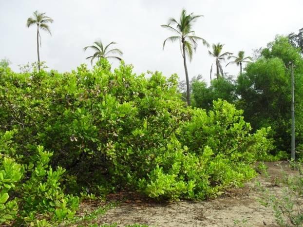 - Mirabilis jalapa Shrub Abundant in Casurina equisitifolial (Suru) Plantation Cashew and coconut Plantation (Opuntia