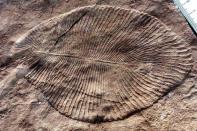 by analyzing rocks, fossils, tree rings,