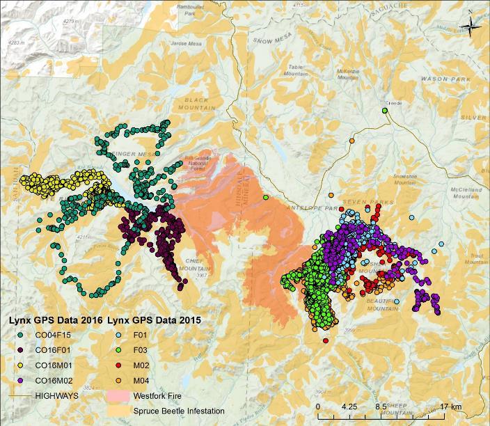 Lynx movements in beetle-impacted forests 2016