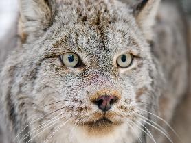 Canada Lynx and Snowshoe Hare Response to