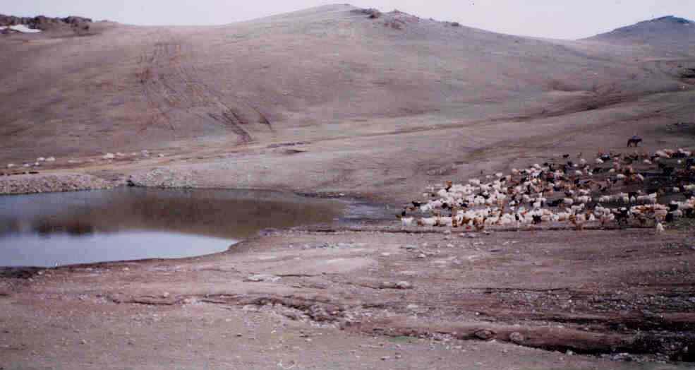 Herdsmen and livestock water supply