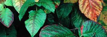 Poison Ivy increased urushiol the toxicant in