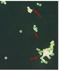 - Short pollen tubes (highlighted by red arrows; top) - Long pollen tube (bottom) Experimental phase will expose