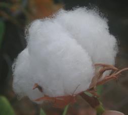 Cotton Breeding Objectives Through novel research