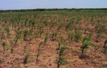 the likelihood of a poor season of sorghum and maize crops, some farmers increased the areas planted under cowpea and sesame and this may limit the effects of cereal shortfalls.
