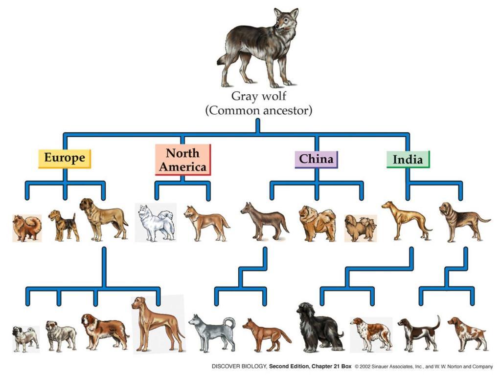 Selective Breeding Selective Breeding is when someone (humans) breed organisms with specific traits in order to produce offspring having those same traits.
