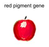genetic engineering.notebook What is Genetic Engineering? Small segments of DNA are called genes. Each gene holds the instructions for how to produce a single protein. Proteins do the work in cells.