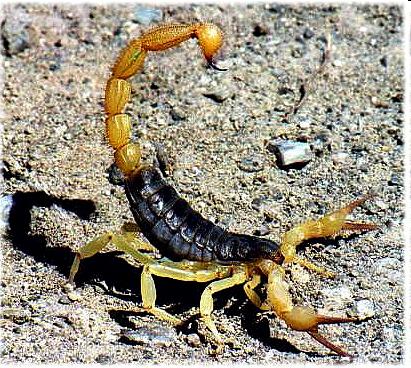 added a gene for producing scorpion venom to