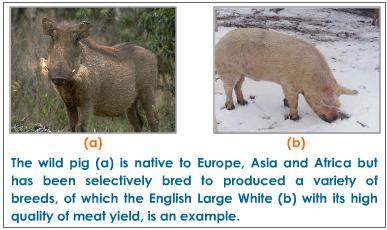 Selective Breeding Example A Tough wild boars mated with friendly meaty pigs