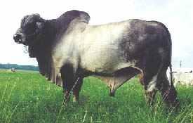 Selective Breeding Example B Brahman cattle: