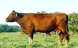 English shorthorn cattle: Good beef but poor