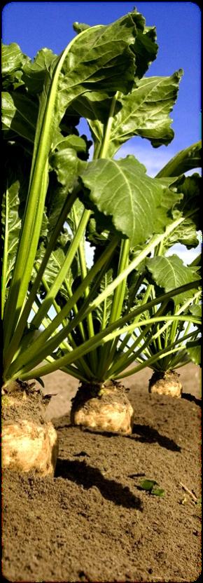 2 WATER MANAGEMENT IN SUGAR BEET CULTIVATION Sugar beet is currently cultivated in 18 EU countries on almost 1.6 million hectares.