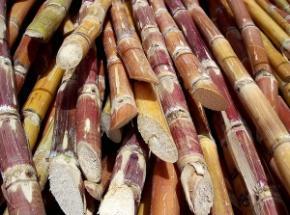 First generation feedstocks Corn, cane,