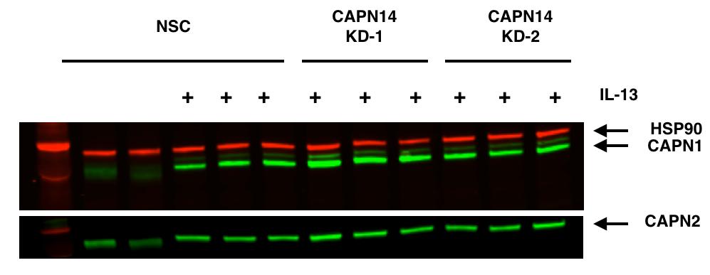 Supplementary Figure 3. 4 knockdown does not affect other calpain protein expression.