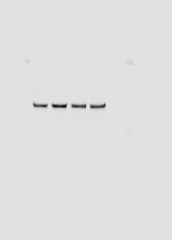 A, western blot of air-liquid interface cultured cells for calpain-14 (4); p38 mitogen-activated protein kinase