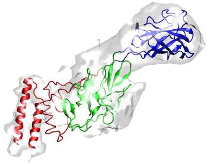 Modeling and Simulating the Flagellar Hook of a Bacterium Elements of the Bacterial Flagellum Protein structure prediction adds D0 domain and fits full structure into cryo-em