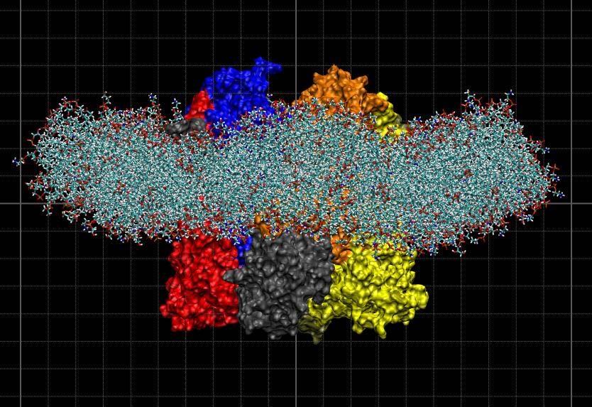 Protein Packing Induces Membrane Curvature light How
