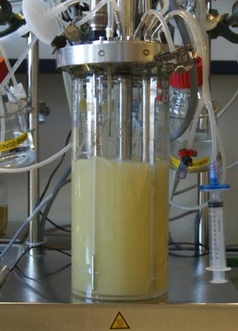 Bio-based phenol Our expertise in this field bacteria cell as a chemical reactor Bioreactor (1 liter) GLUCOSE E.