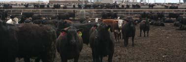 cattle (800-900 + lb) Pack on the pounds Heavy concentrate feeding Ionophores & implants