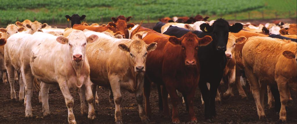 In a white paper written by Larry Corah and McCully in 2006, the primary factors responsible for the declining quality grade in the cattle population are: Increasing health problems in the beef