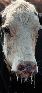 Cattle Animal Bovine Biotechnology
