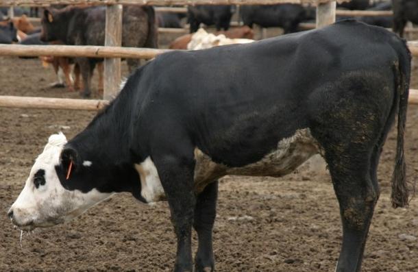BRD: THE PROBLEM Year in and year out, diseases of the respiratory system are a major cause of illness and death in cattle from 6 weeks to two years of age.