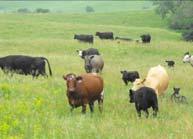 The livestock producer s primary goal in forage