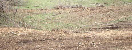 wildlife and cattle Stumps should be treated after
