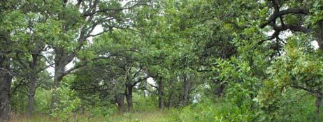 Oak savannah south of Chariton - treated Don t
