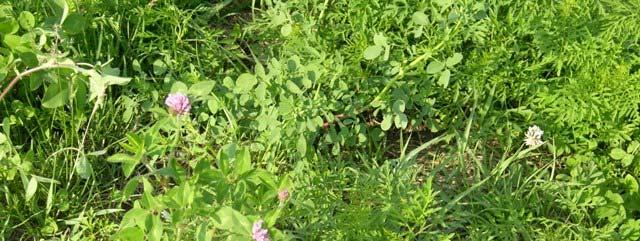 What about my legumes? So, Farmer Graiz A. Lott knows he has weeds, what is his main reason for hesitating to treat the pasture?