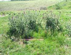 of weeds Ungrazed weed island Patch grazing: