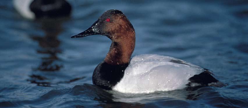 Box 2. Canvasbacks The largest of the diving ducks, the canvasback is popular among waterfowl hunters.