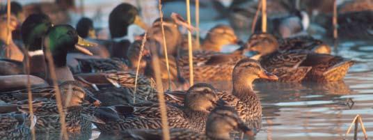 4. Adapt Waterfowl and Fish Management Practices Waterfowl and fish migration patterns are shifting, and populations are changing in response to global warming, affecting which species frequent the