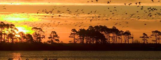 VI. CONCLUSION Global warming poses a significant threat to the fish and wildlife of the Chesapeake Bay.
