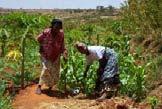 Agriculture Intensive Agriculture Farmers in Madagascar plant