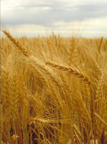 The Domestication of Plants Wheat and barley are domesticated in the fertile crescent around 8,000 BC.