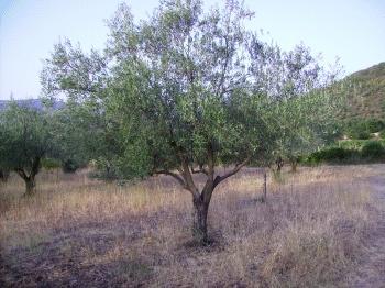 The Domestication of Plants Fruit and nut trees are domesticated around 4,000 BC.