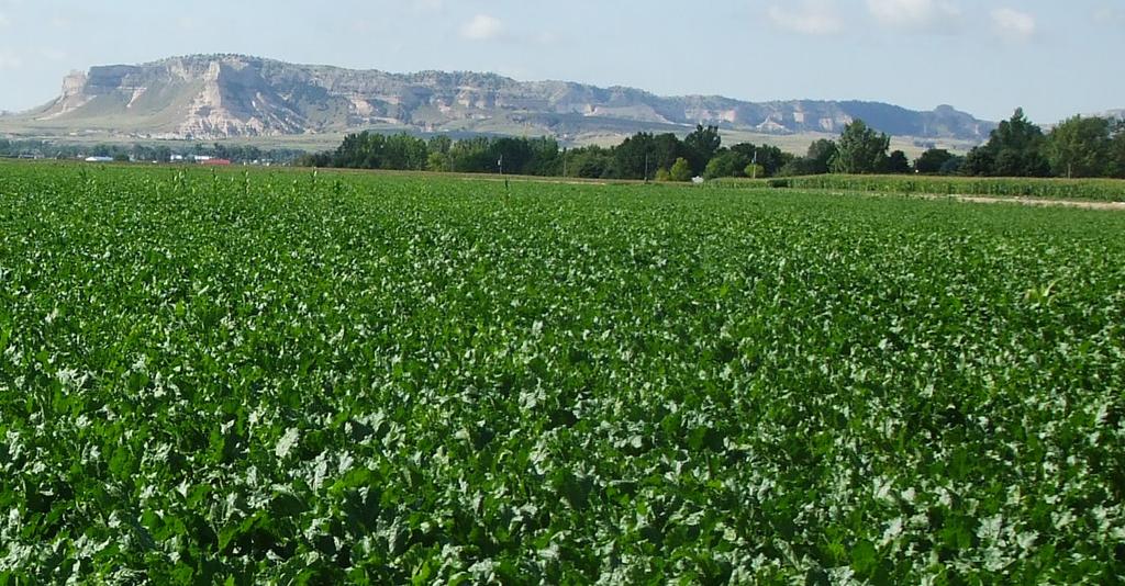 land RESOURCES The irrigated sugarbeet field near Scottsbluff, in the foreground, is typical of the North Platte Valley.