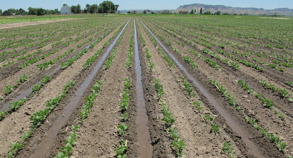 Alternative irrigated crops include less than 10,000 combined acres (4,047 ha) of chicory, sunflower, canola, camelina, and grass seed.