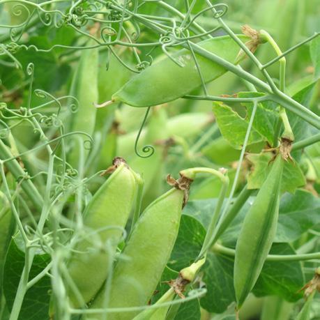 Department of Agriculture (USDA) estimated 50,000 acres (20,235 ha) would be planted in 2016 in Nebraska, which would make the state the fourth largest grower of peas in the country.