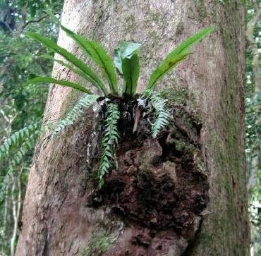 Epiphytes that live in trees