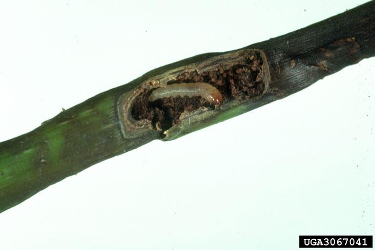 Invasive Species: Emerald Ash Borer (EAB) First found in America in 2006 (Michigan) Insect larvae chew through branch