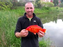 Goldfish (carp) stir up muck in ponds that
