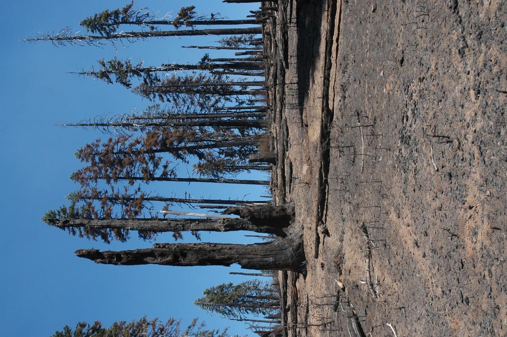 Climate change and early seral habitat resulting from high severity fire Succession from high severity back